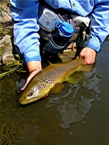 Yellowstone brown release